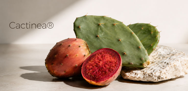 CACTINEA™ INGREDIENT cactinea complex brevets 1 | Absology Compléments alimentaires